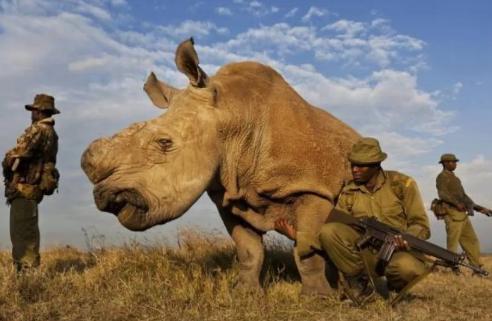 地球上只剩两头，还都是母的，如果人工授精还不成功，人类可能再也看不到这个物种了，