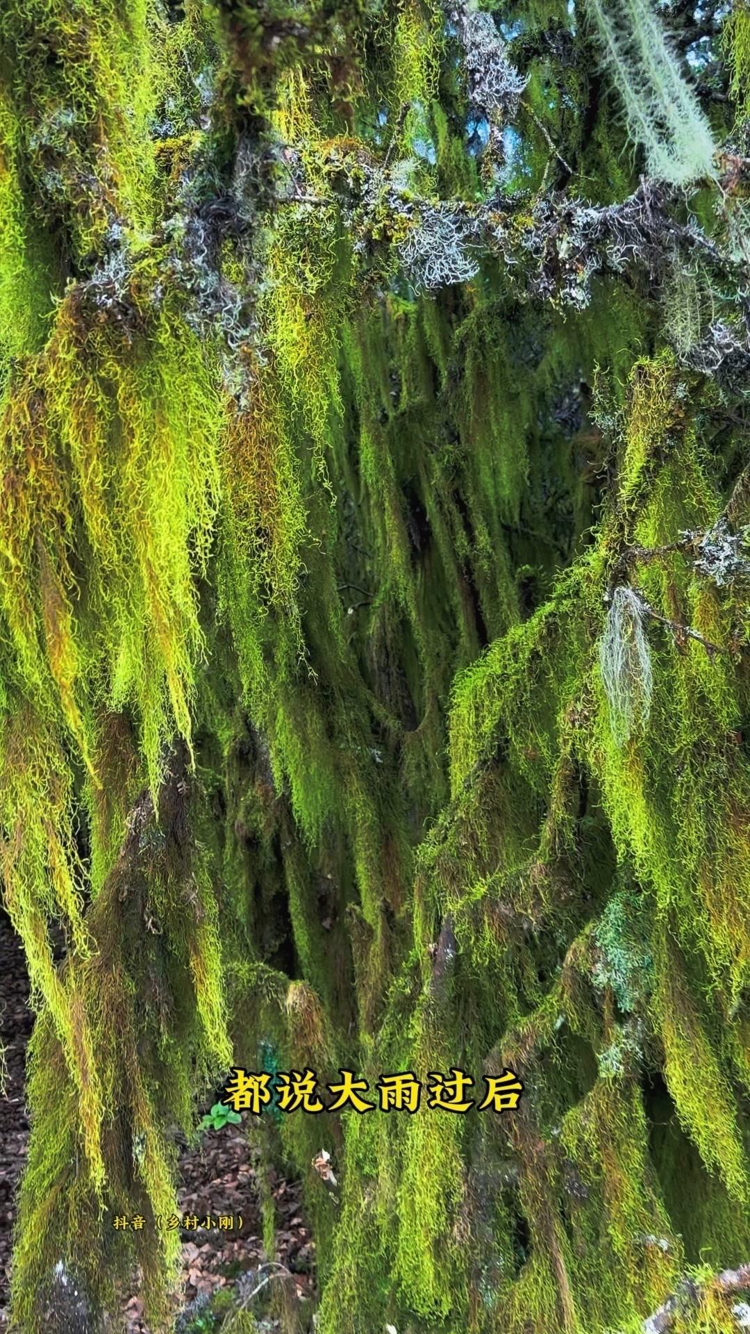 雨后深山采菌子，快乐到飞起！⛰️大雨过后，山里的菌子就像约好了似的冒出来！扛着背