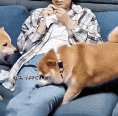 防不胜防啊！四川一女子，
坐在沙发上，家里两只狗突然“吵”起来，被夹在中间的她，