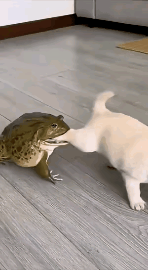 真的是看一遍笑一遍！[呲牙]
好逗啊！一只大癞蛤蟆上去就咬住小狗腿，估计是把小狗