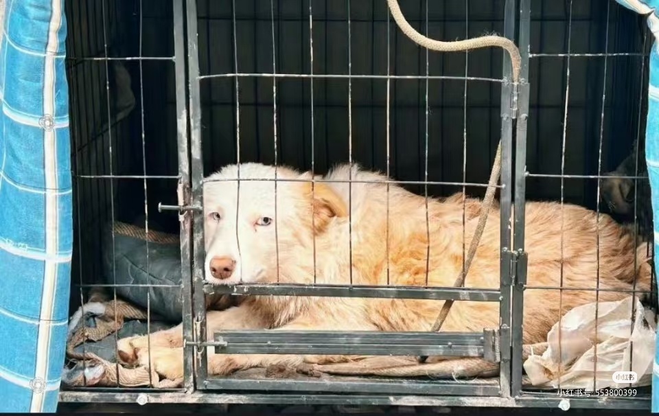 哲远把六一和azan都养得特别好被爱真的可以长出血肉 