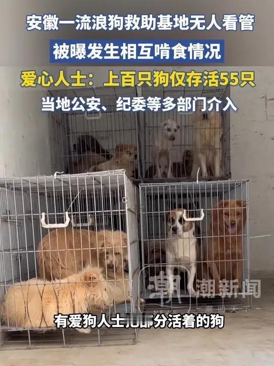 安徽一流浪狗救助中心断粮20余天，百余条流浪狗现“狗吃狗”惨剧，知情人透露：可能