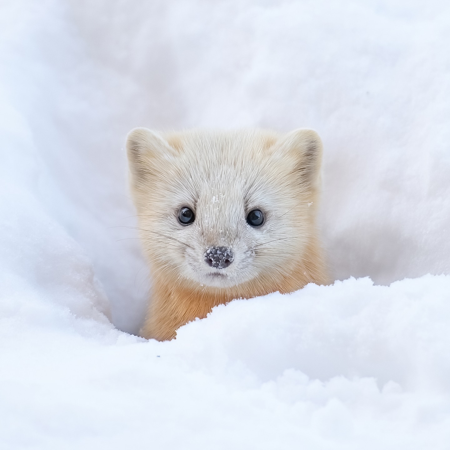 作者今年又把小可爱的新图混着旧图发了不管了有的吸就行【推：takashi_oka