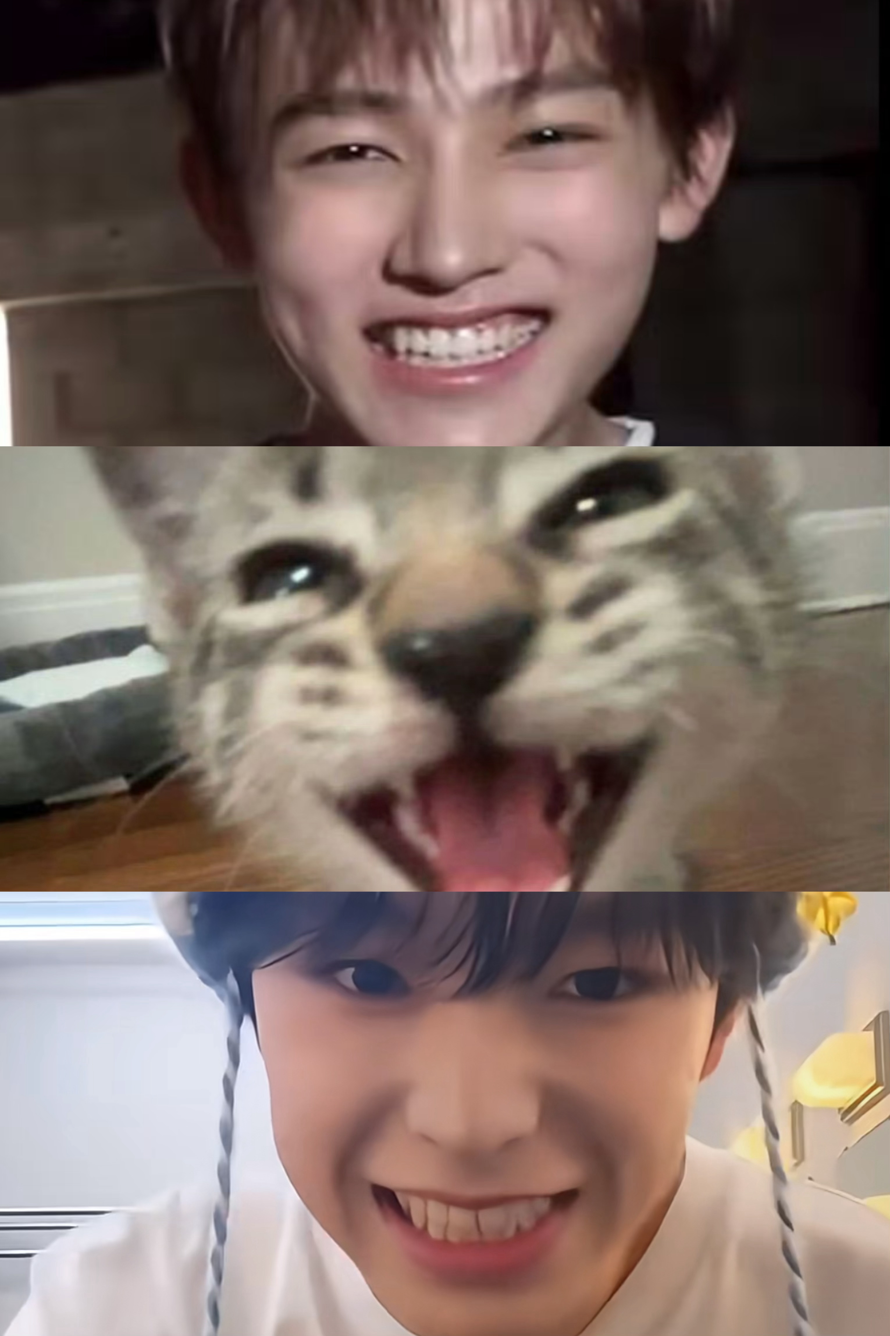 【得能勇志&严成玹】三只小猫 