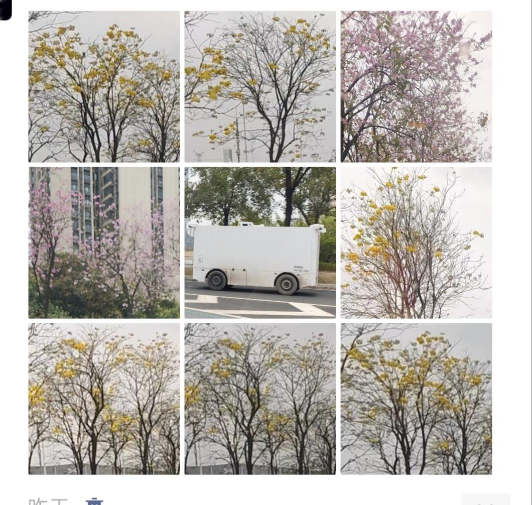 北方下雪的地方，绿化树基本都是光秃秃的，只有不下雪的地方，广州到处都可以赏花，看