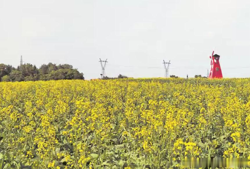 地理冷知识寻美黑龙江 近日，哈尔滨阿城农场“北国花都”景区300亩油菜花盛放，勾