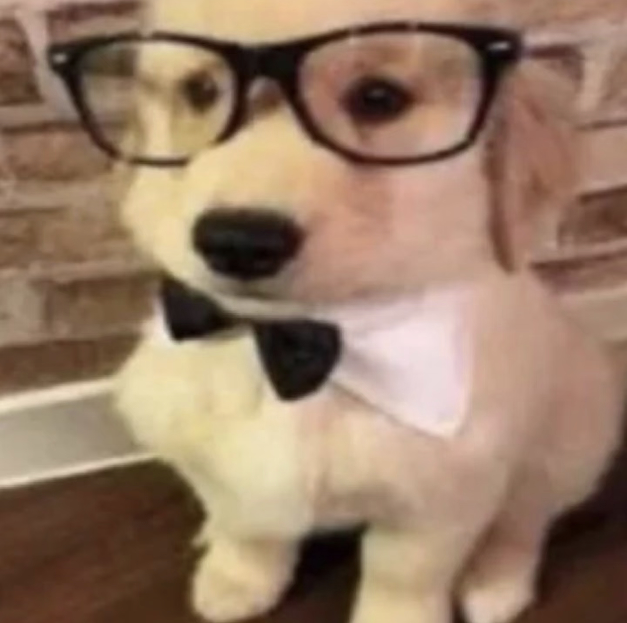 狗子！ ​​​