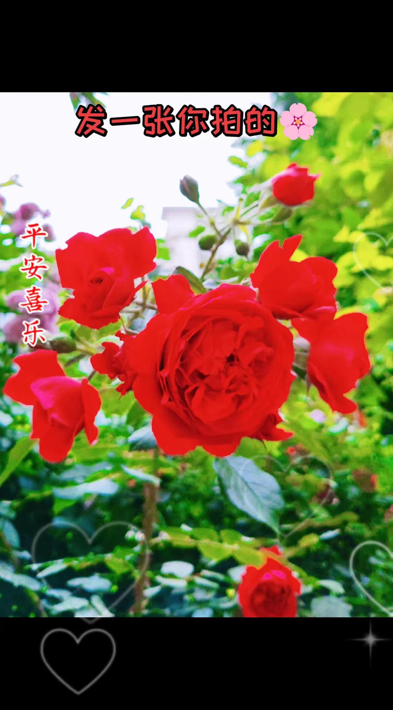 看看这花开的美不美