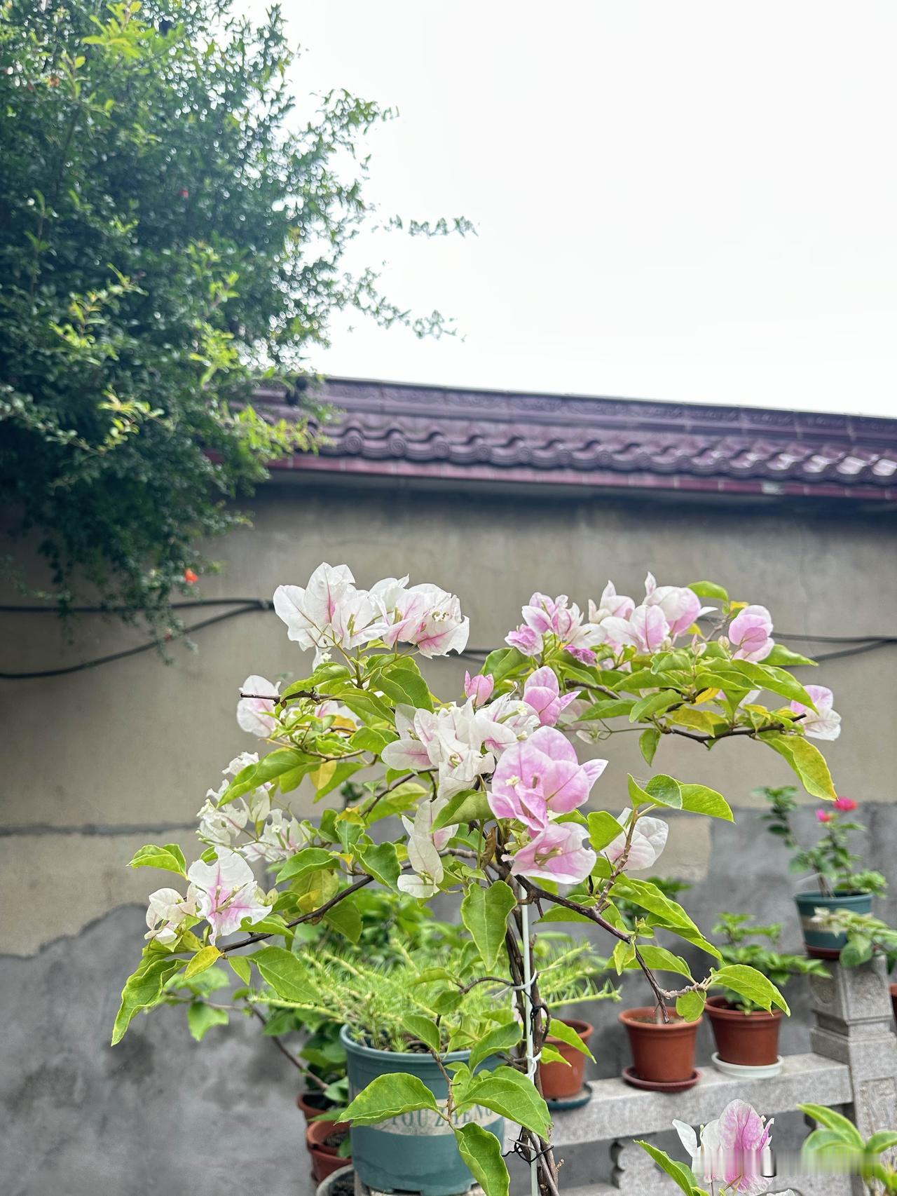 小院里的花正开得可漂亮了！