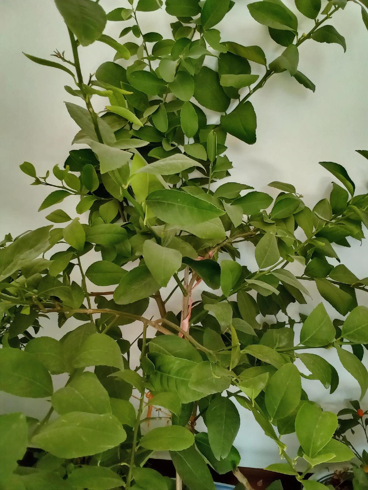 这盆柠檬树看着枝繁叶茂，其实藏着不少门道。我发现很多人养柠檬，就盼着它快点结果，