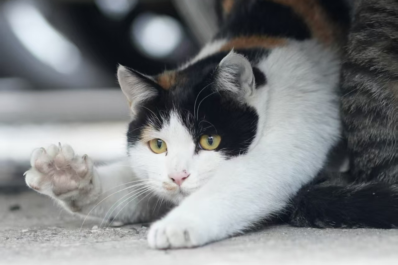 【#为何三花猫大多是母猫#？】据《日本经济新闻》5月16日报道，日本九州大学等机