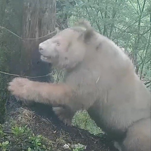 全球唯一白色野生大熊猫影像公开白色熊猫 西安·华严寺
