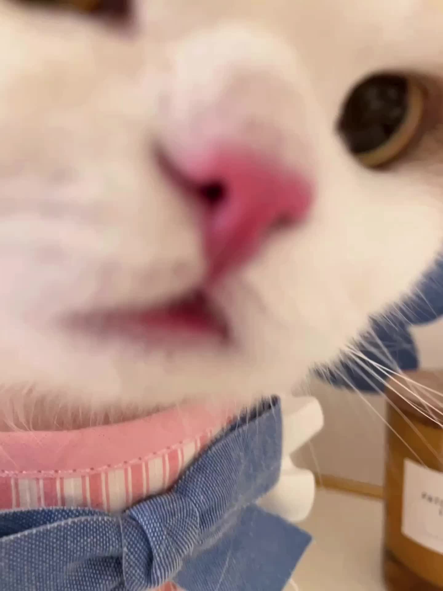 么噶⚆_⚆ 路过的姨姨都啵一口！！💦懂了吗