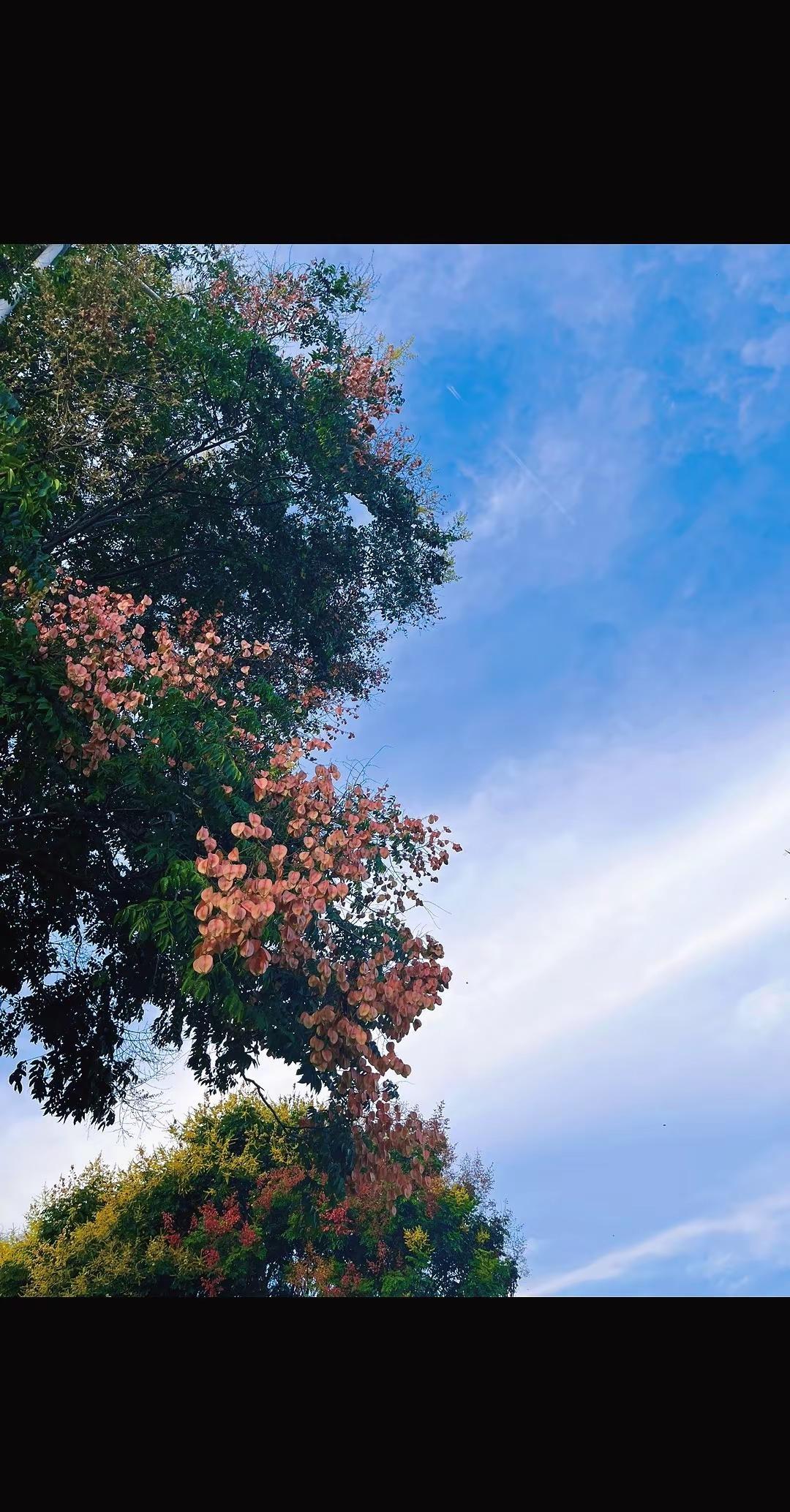 愿；所有的好事情都向你奔走❤️愿；幸福和美好永远在你左右❤️抬头看天的瞬间 栾树