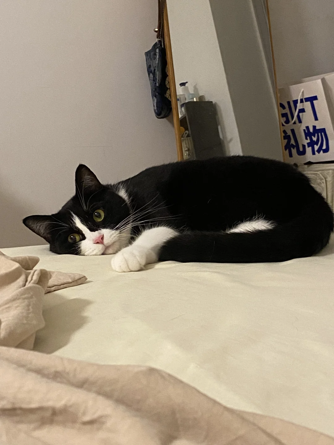 睡前看到小猫在旁边陪着…