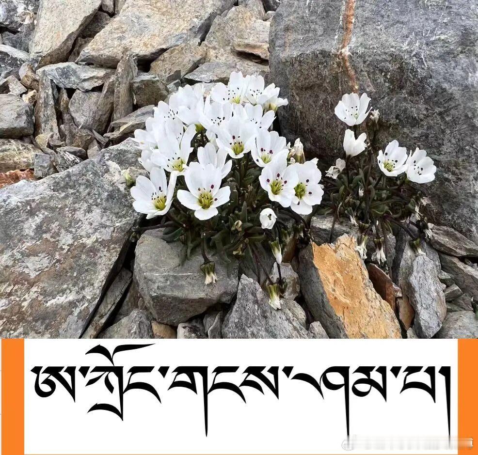 ༄༅། །གངས་ཅན་ས་མཐོའི་སྐྱེ་དངོས་རིགས་ཀྱི་ཕ