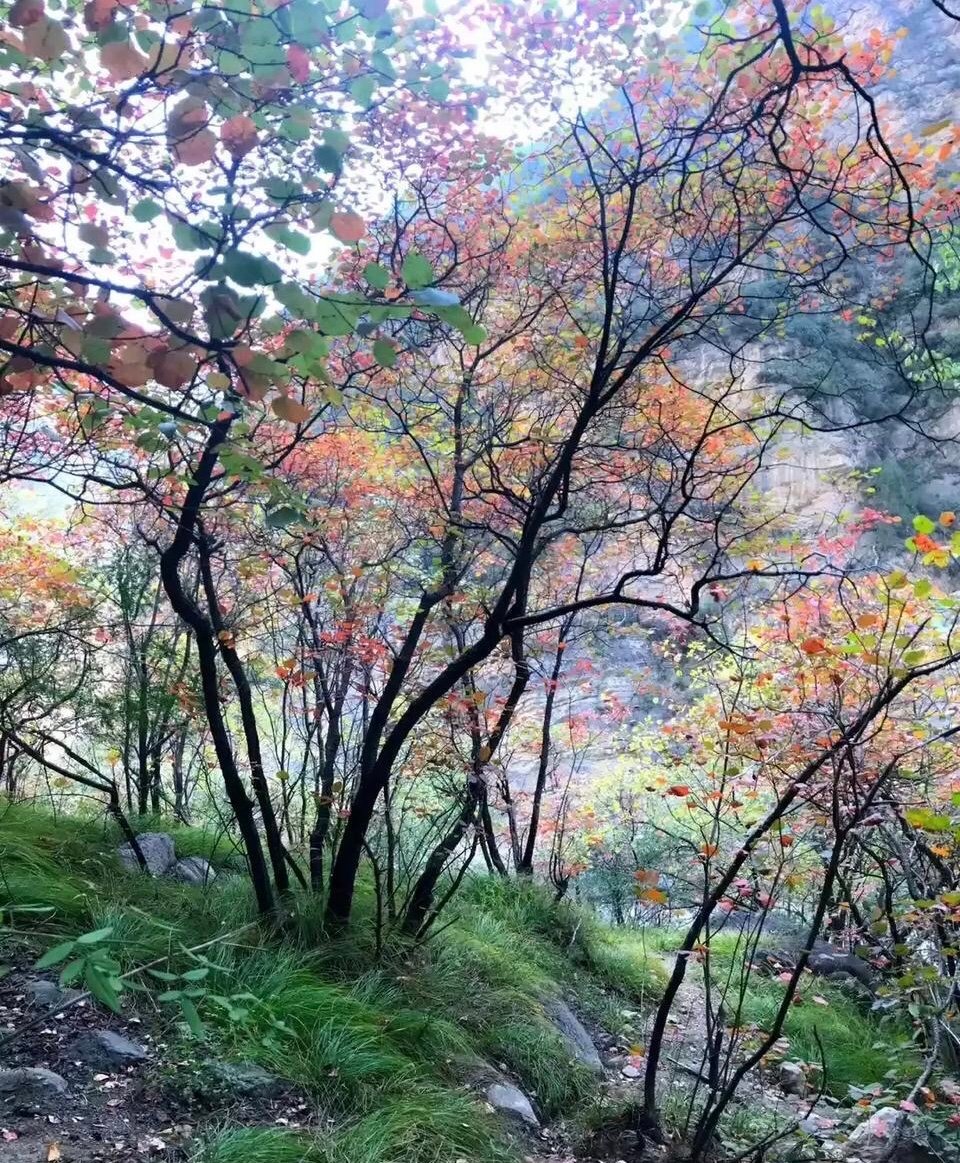 秋日山径，如入画境 …#遇见艺术# ​​​