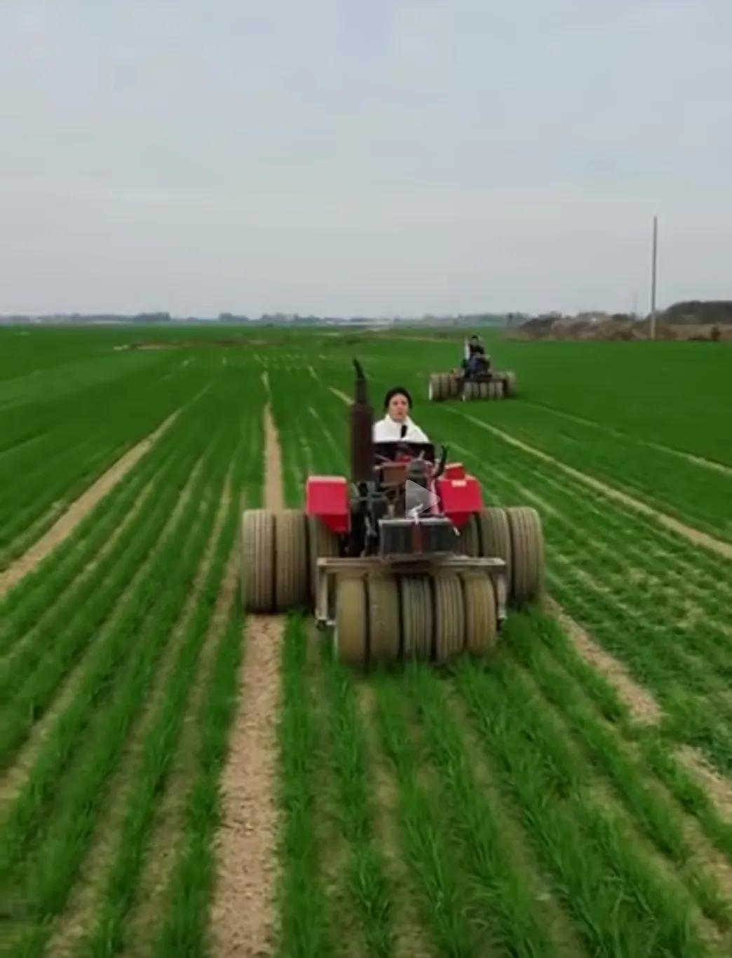 这两人开拖拉机在麦田里在干什么，好好的麦苗为什么要压它，压死了怎么办，难道就没人