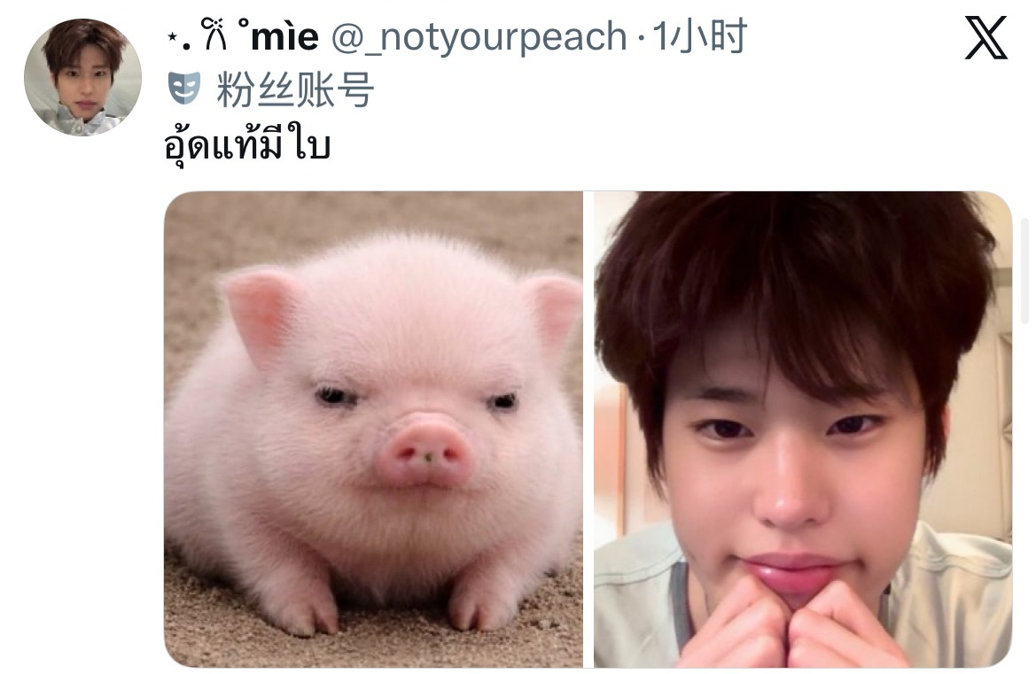 我家小猪可爱死谁了