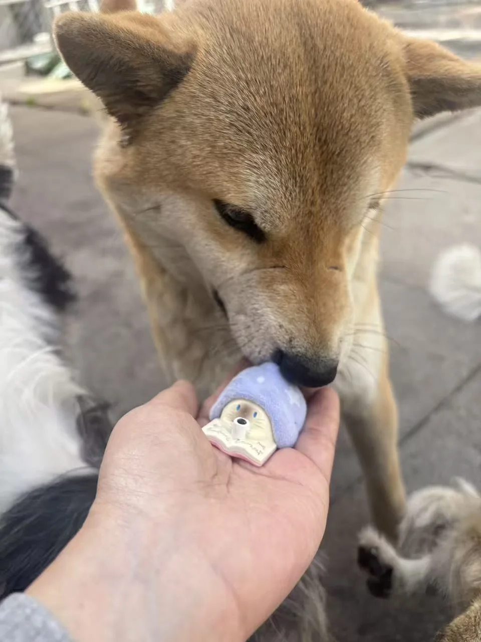 买盲盒送云养救助的宝宝一周哦！