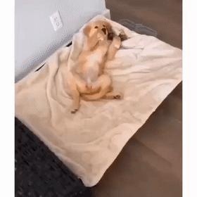 你养狗，我养猫[呲牙]