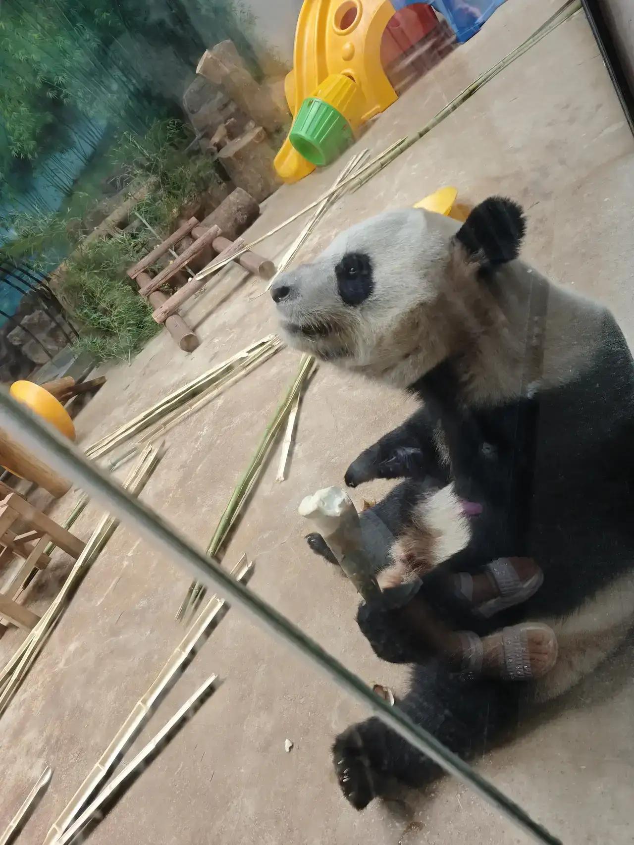 当我看到大熊猫福宝因为院子里要运东西，所以在内室不能出来心里还是不舒服。

不过