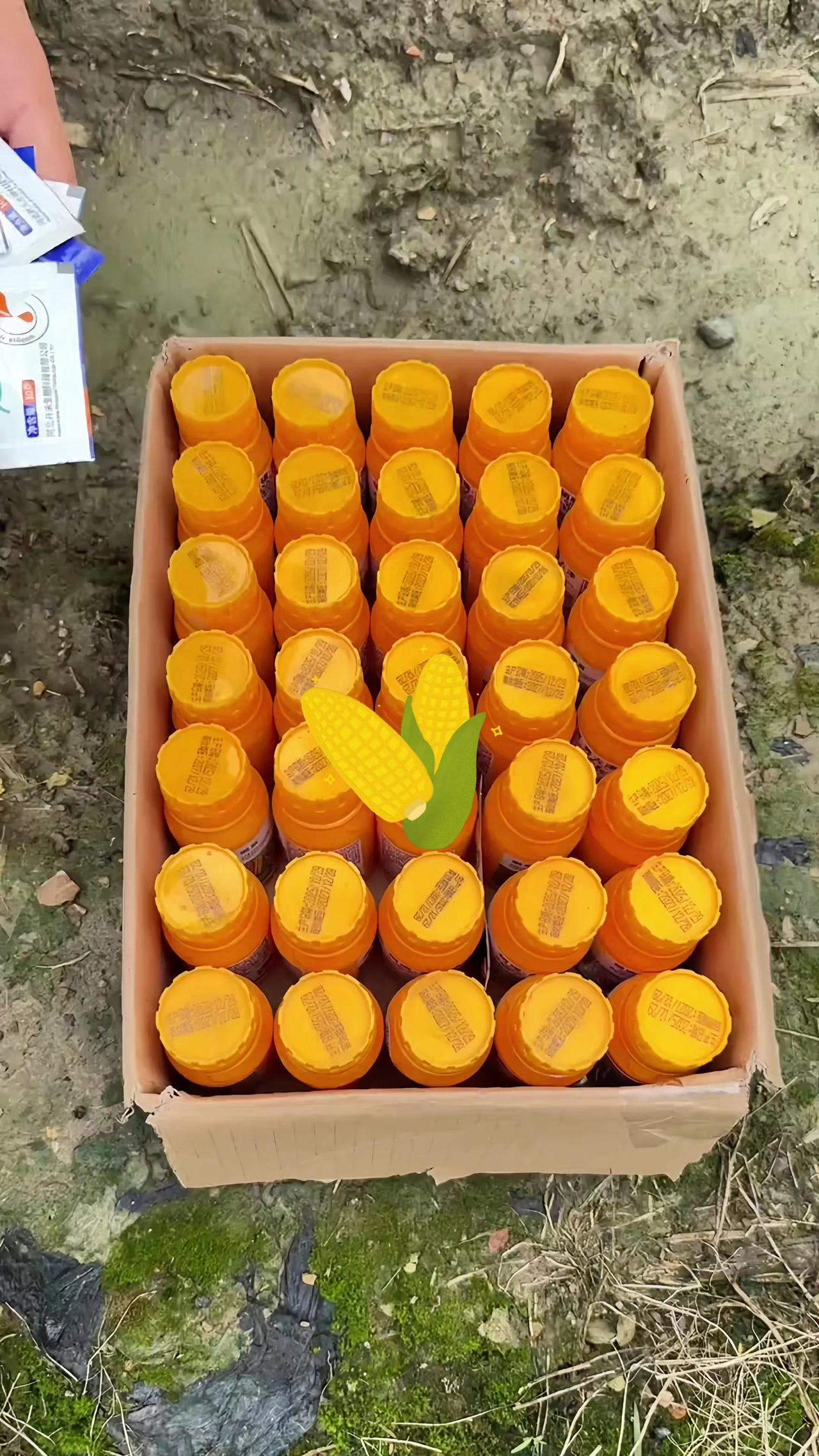 玉米苗后除草剂 玉米地除草 玉米除草 玉米除草剂 玉米