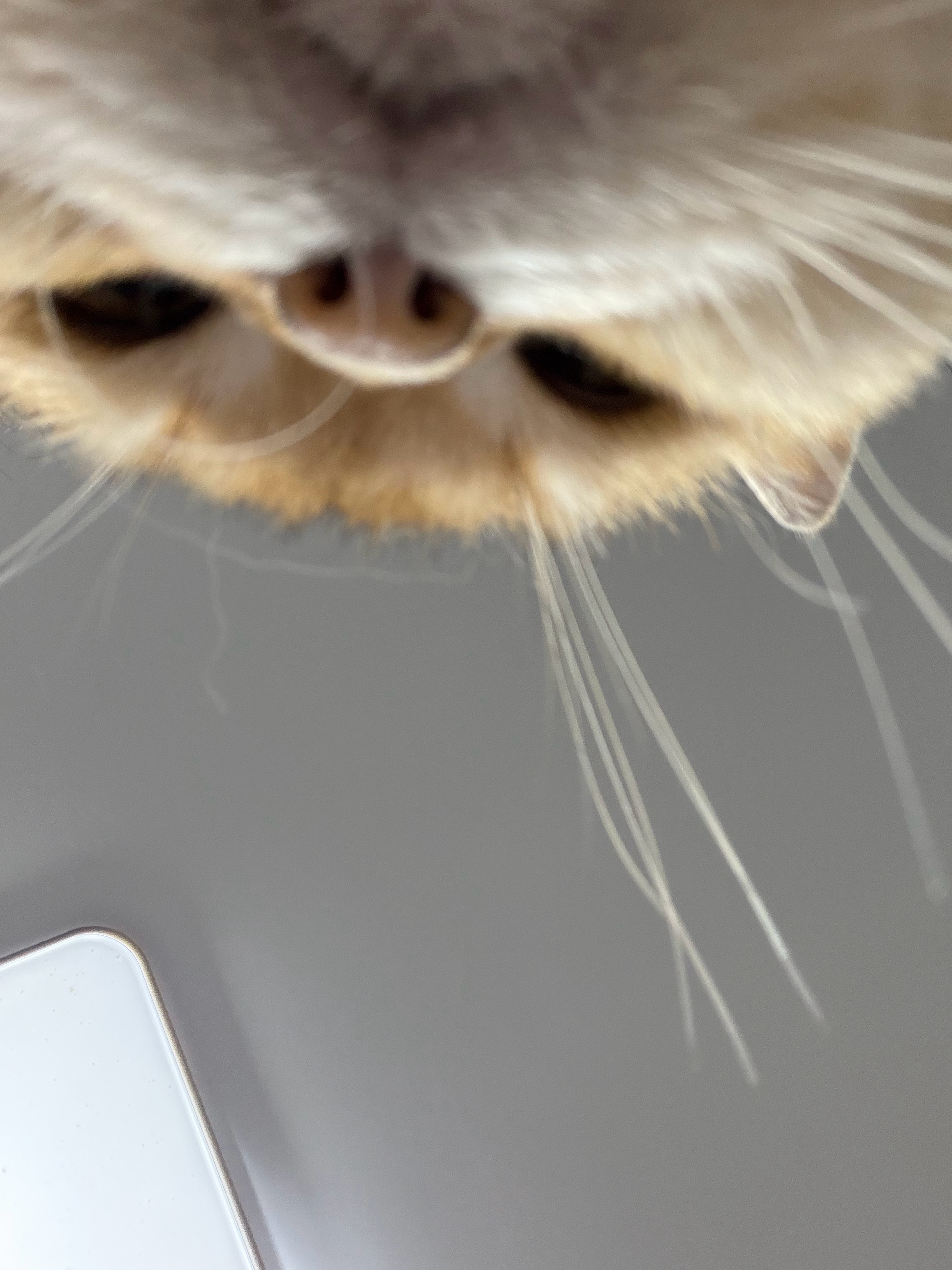 猫宁！今天是疯狂星期四，不v我50就马上把你们变成小猪鼻！