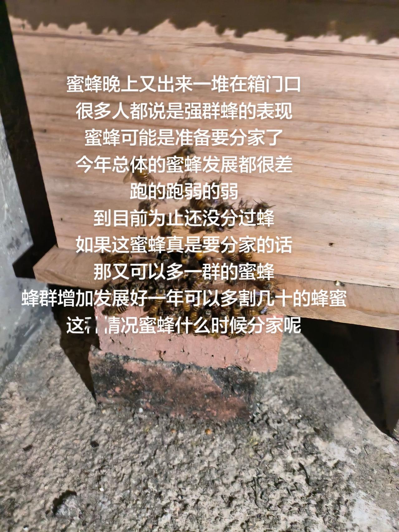 蜜蜂晚上又出来一堆在箱门口
很多人都说是强群蜂的表现
蜜蜂可能是准备要分家了
今