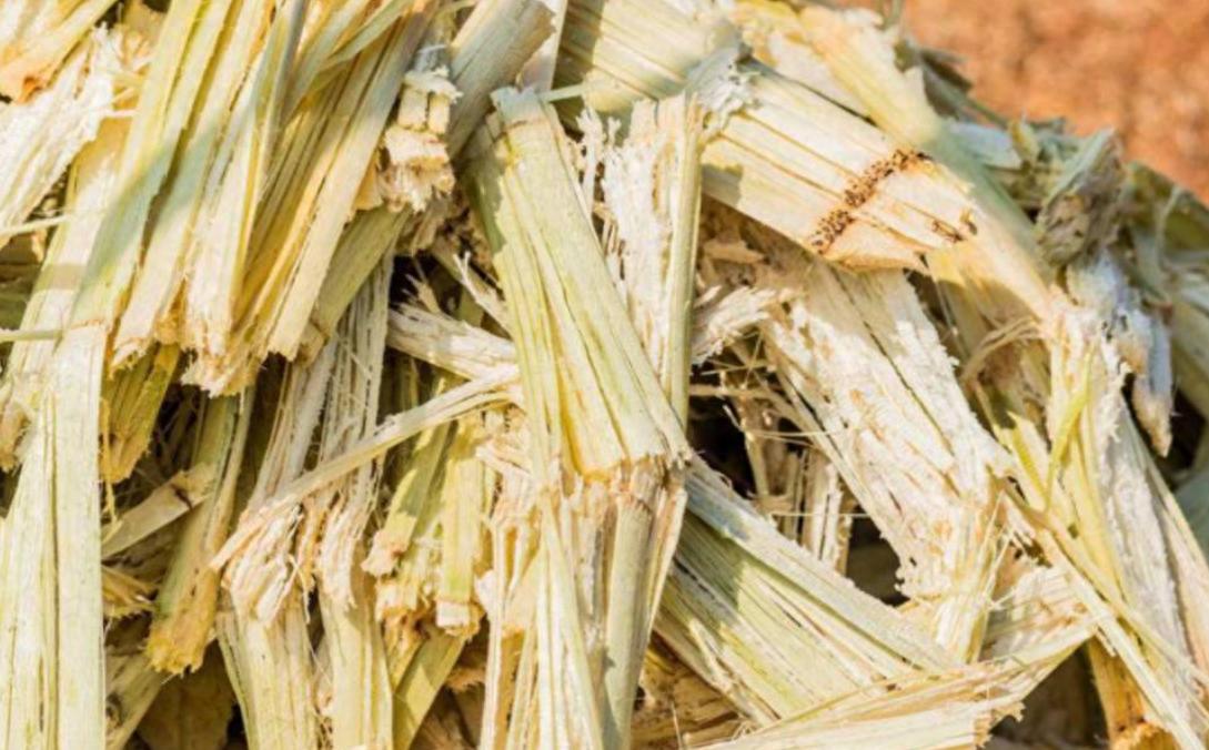 印度每年制糖后会产生7500万吨甘蔗渣，堆在河边腐烂发臭、蚊虫漫天飞。可这些看似