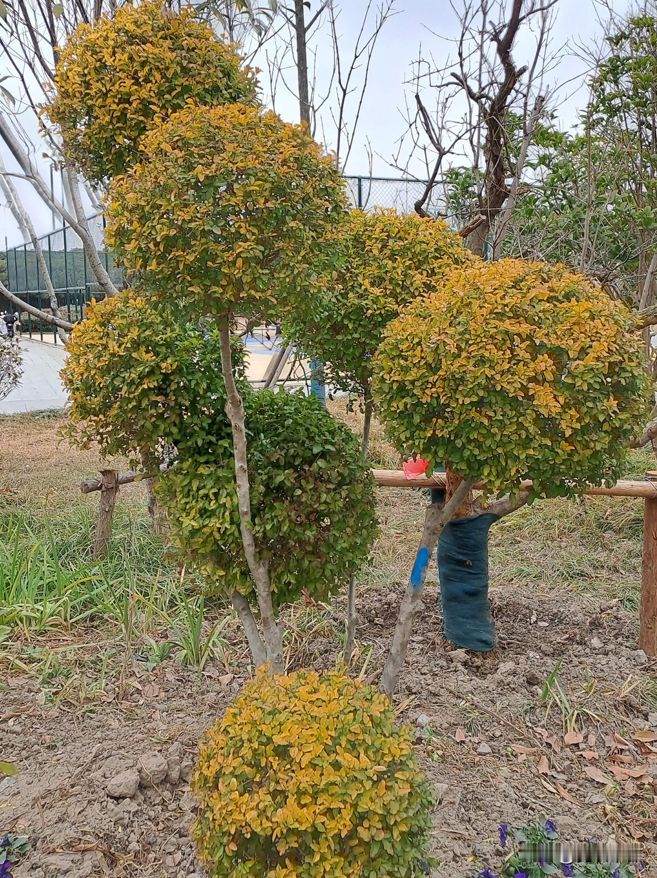 随手拍张照地球景观的造型设计师