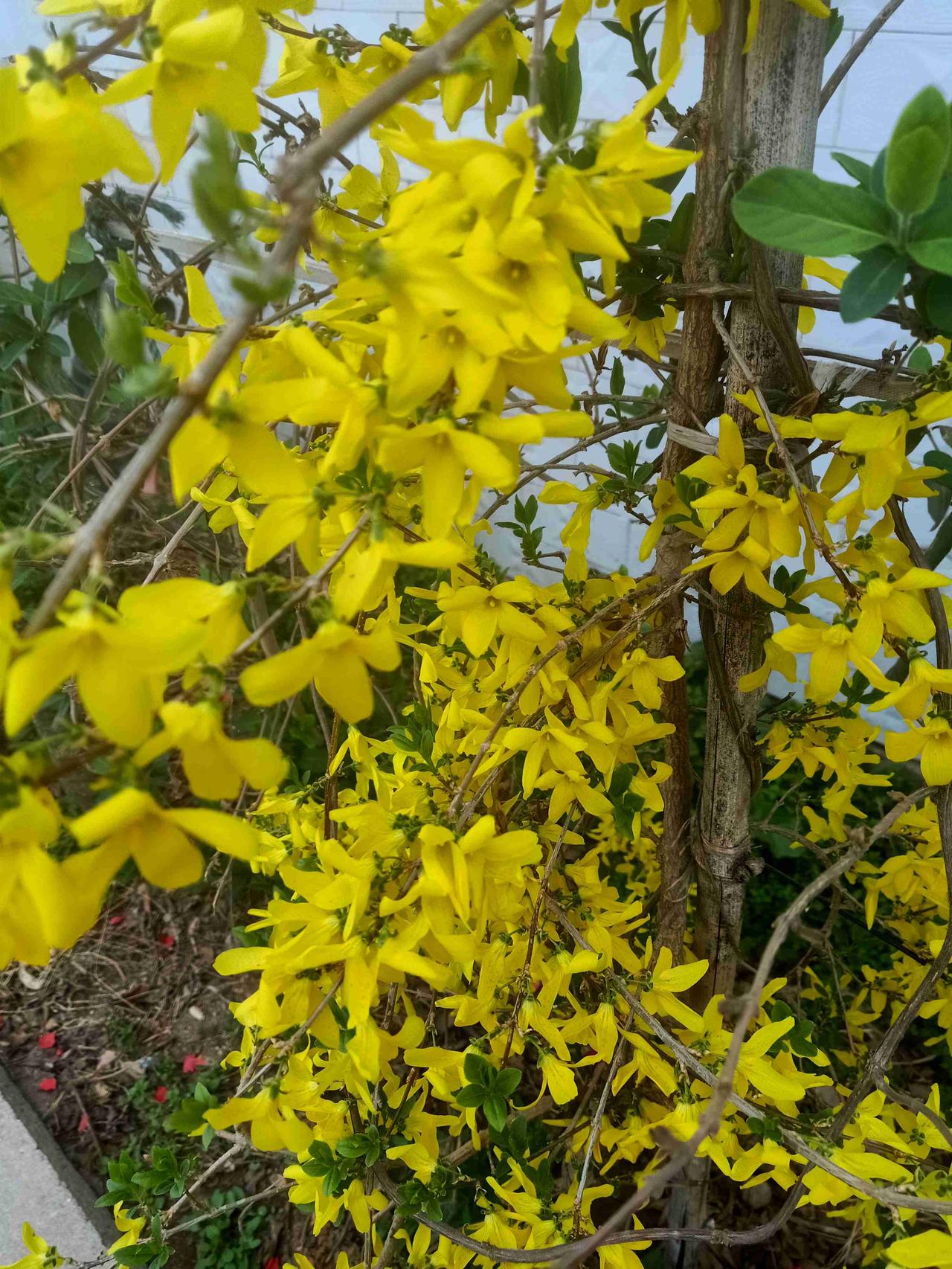 我的今日状态：💪🏻充满干劲
我这里的天气：🌤️多云