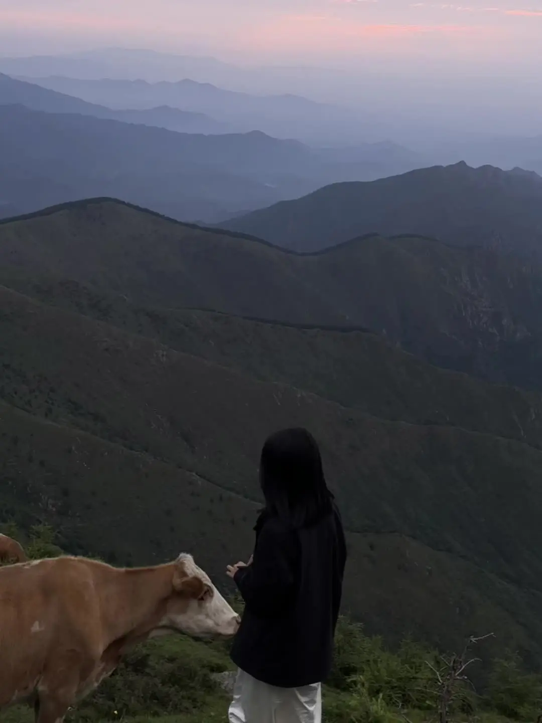 我本是青山 多起落 不徘徊
