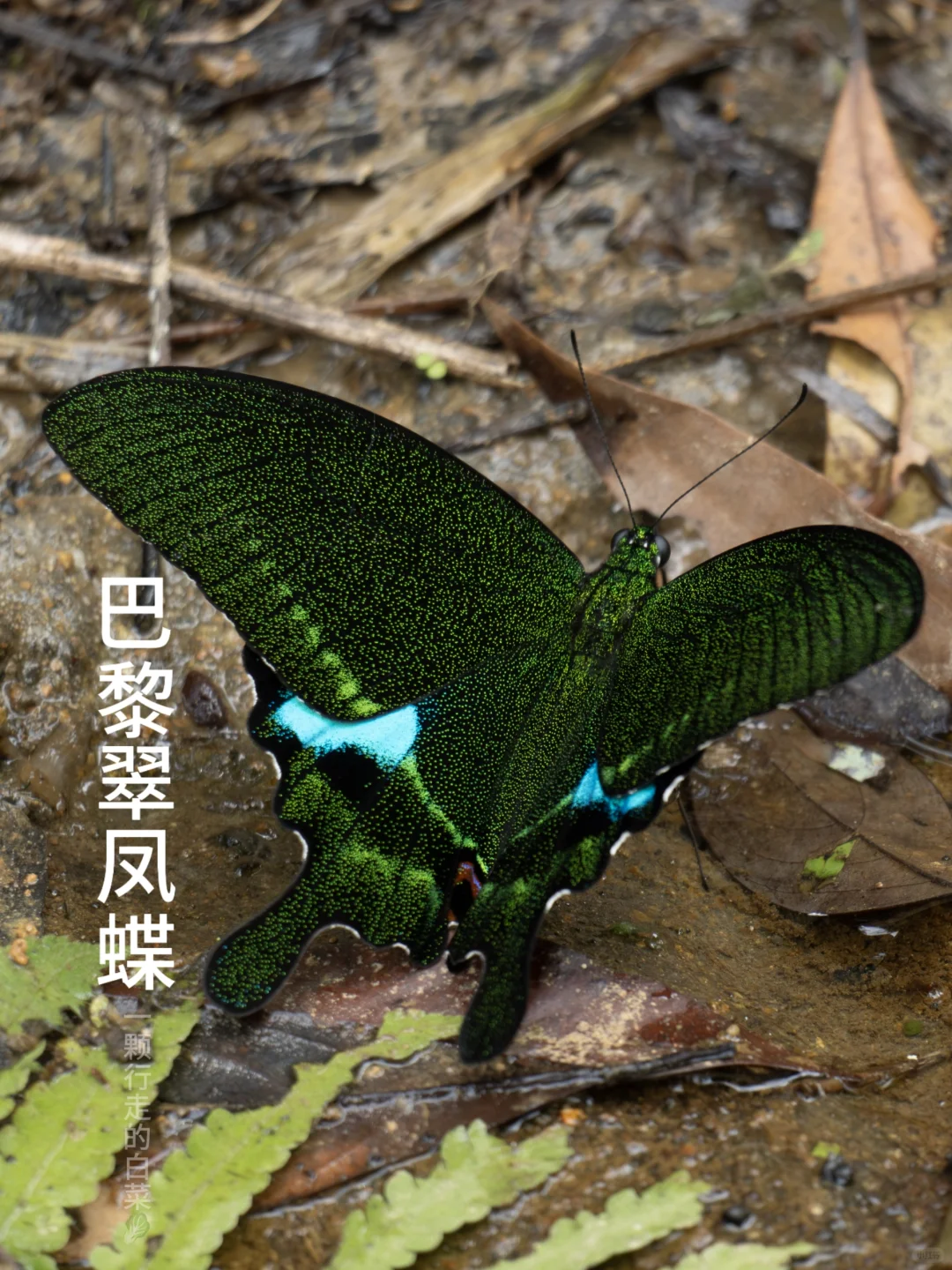 璀璨星空 | 藏在蝴蝶的翅膀里