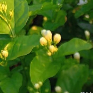 0000茉莉种植方法：茉莉花喜光、喜温暖湿润环境，需排水良好的酸性土壤，以下是其