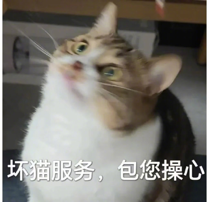 超可爱傲娇小猫表情包 ​​​