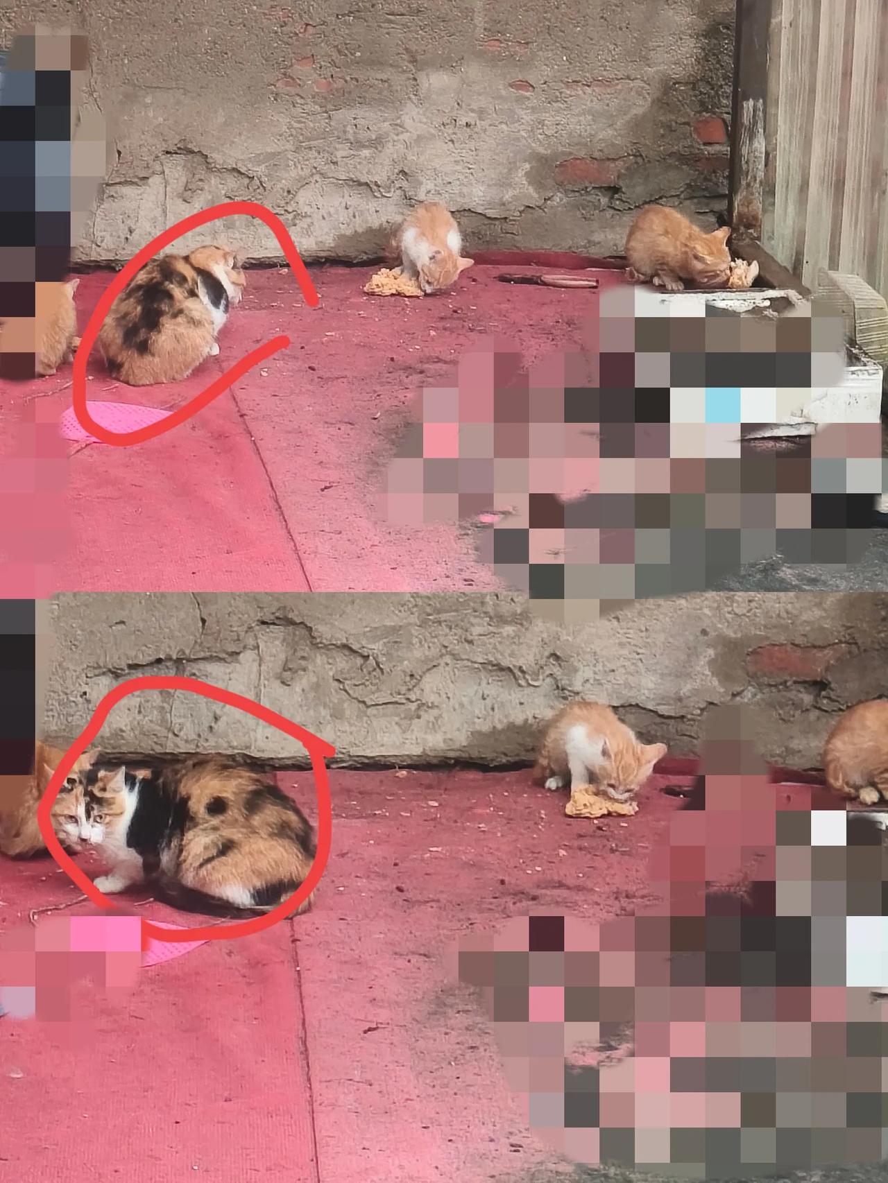 家人们谁懂啊！

 我收养的流浪猫生崽崽啦！
     这小家伙之前还瘦巴巴的，