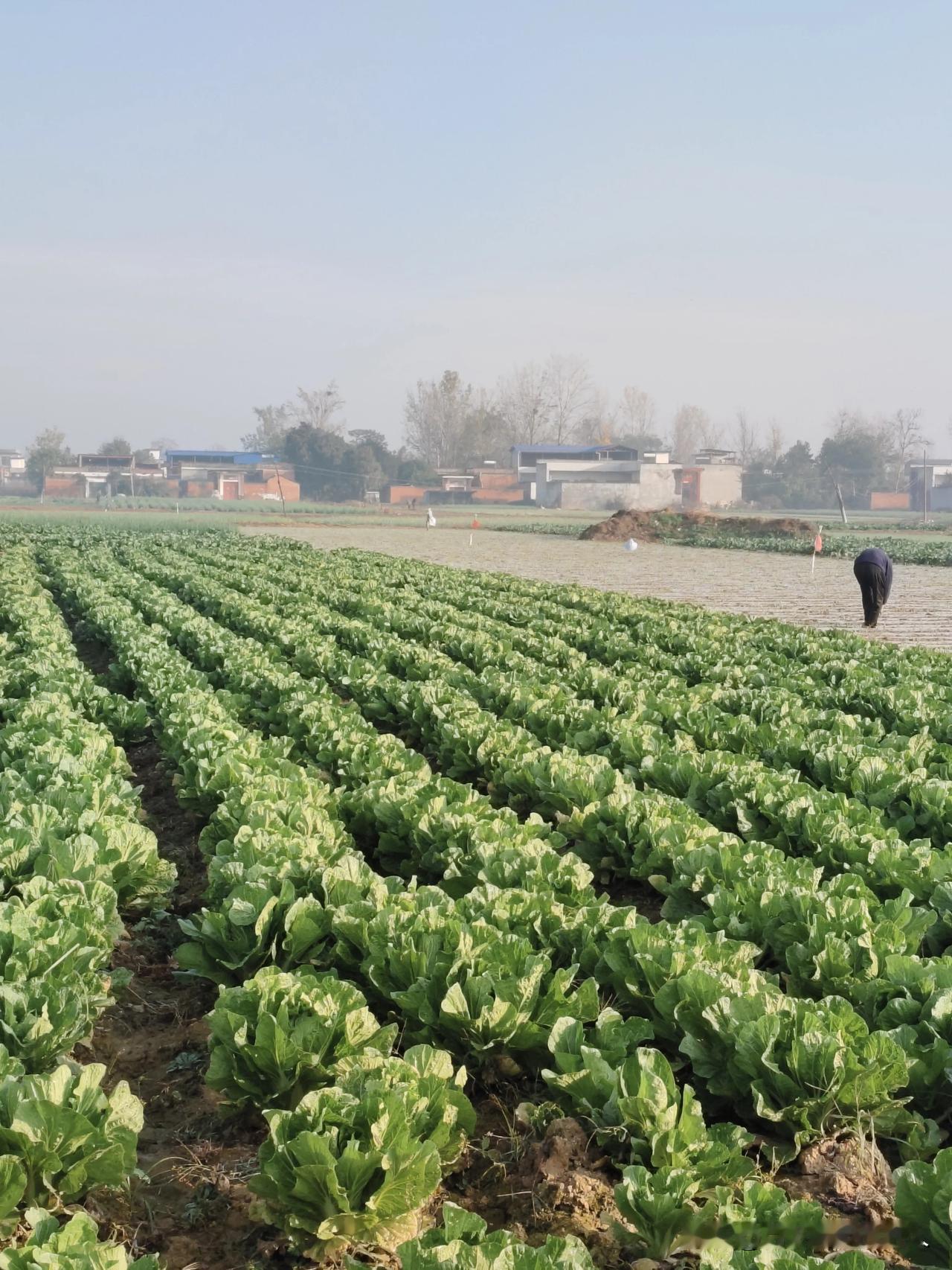 我今天起了个大早往菜地跑，一进地就瞅见这一垄垄的小白菜，嫩得能掐出水儿！叶子上还