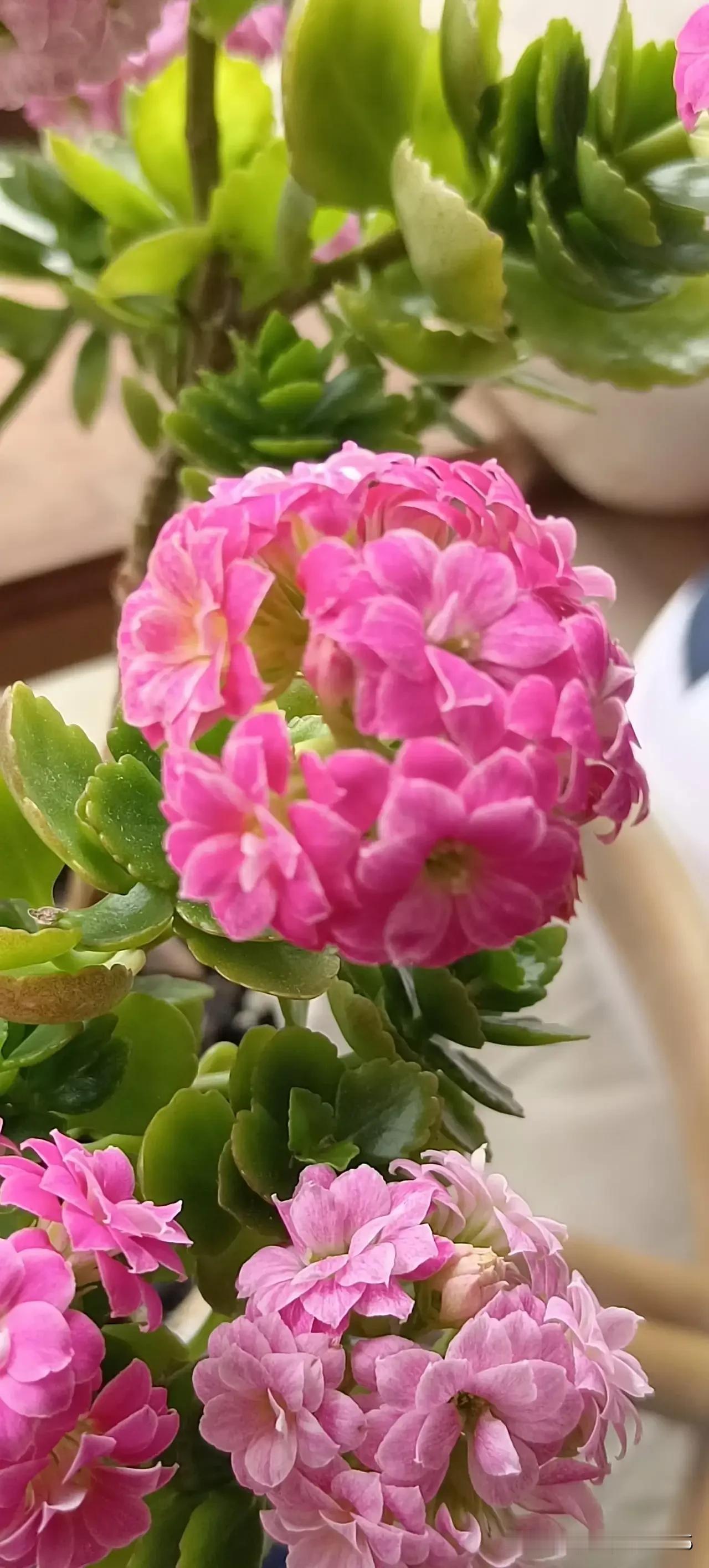 我真的感觉有平行时空，因为我的一盆花无缘无故的找不着了。
我有两盆长寿花，一盆是