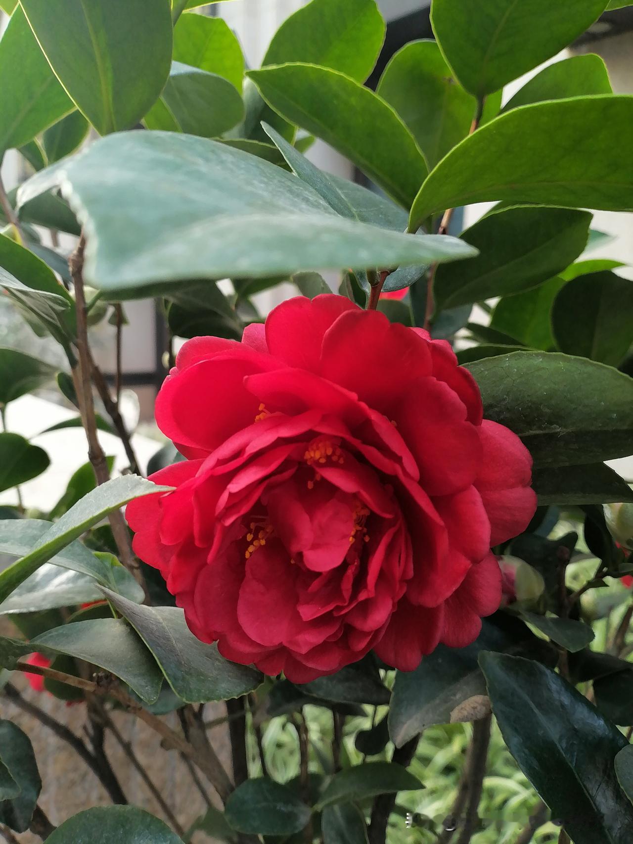 随手一拍分享最美的花