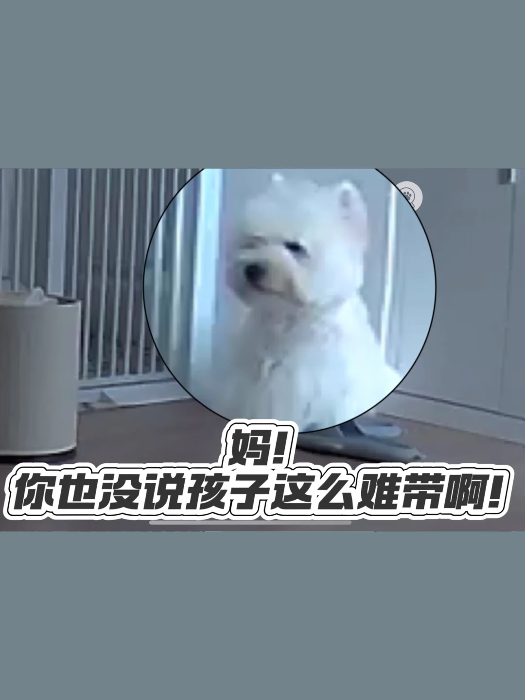棒棒当爸爸了！
