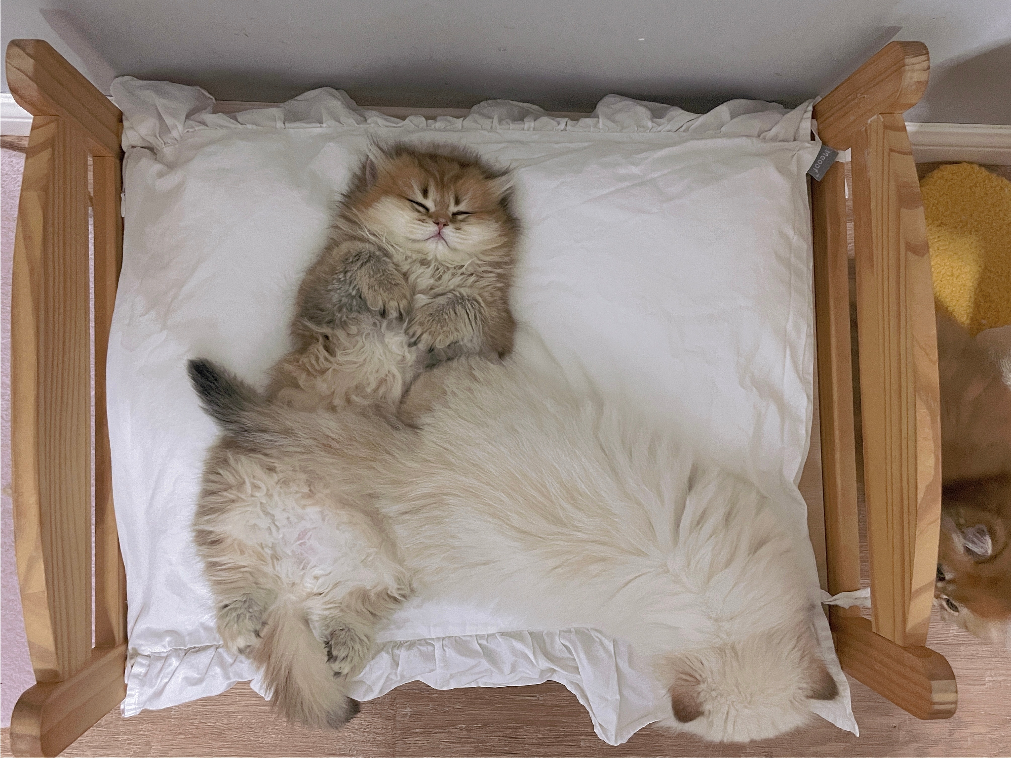 早安#英国长毛猫##金渐层# ​​​