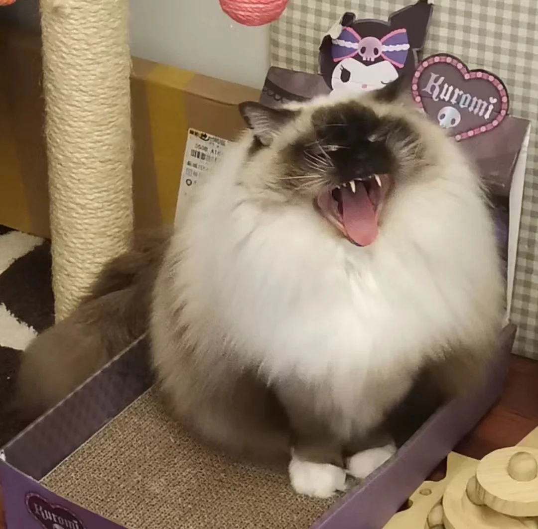 小猫咆哮