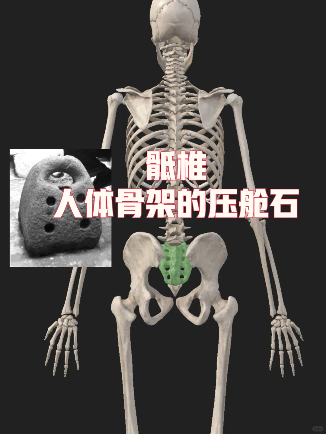 骶椎：人体骨架的压舱石