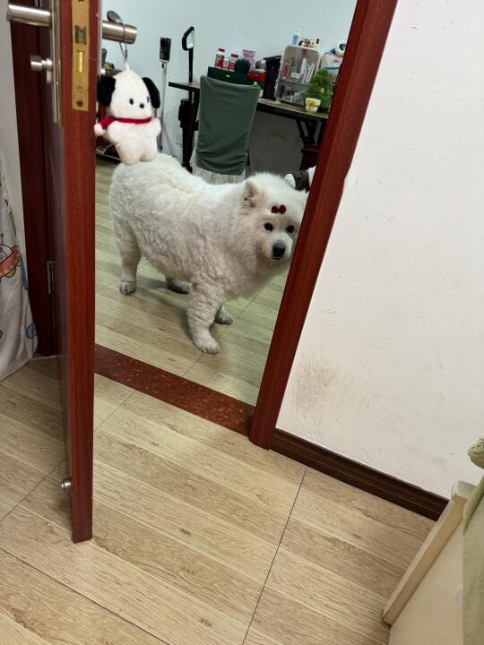 每次我一关门猪咪就要推门进来看看我在干嘛