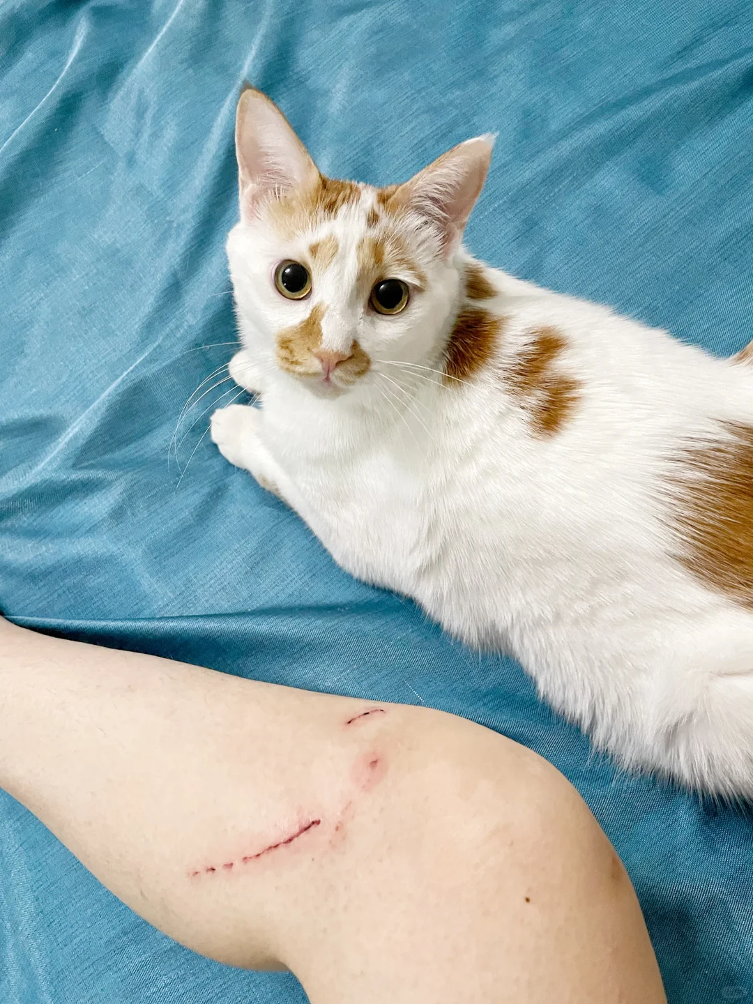 被猫“噶”的几率有多大？