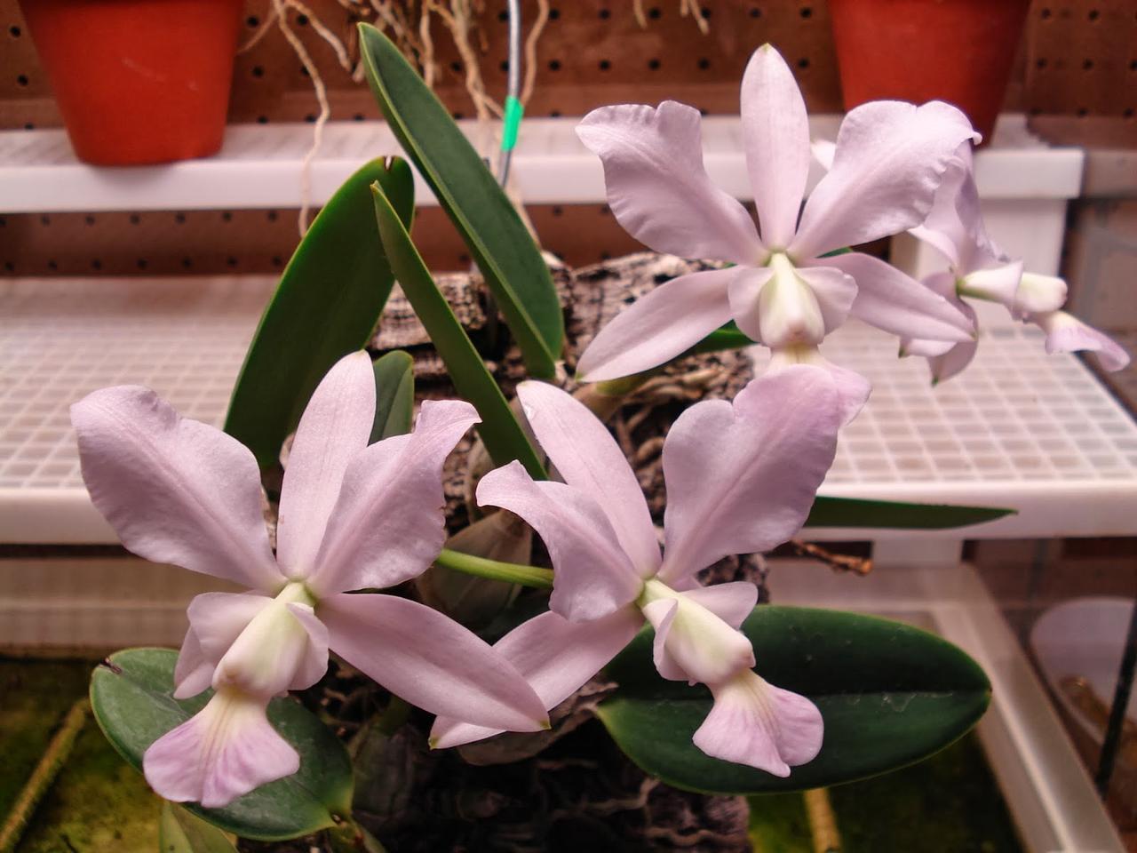 Cattleya walkeriana var. coerulea
中文名：蓝花