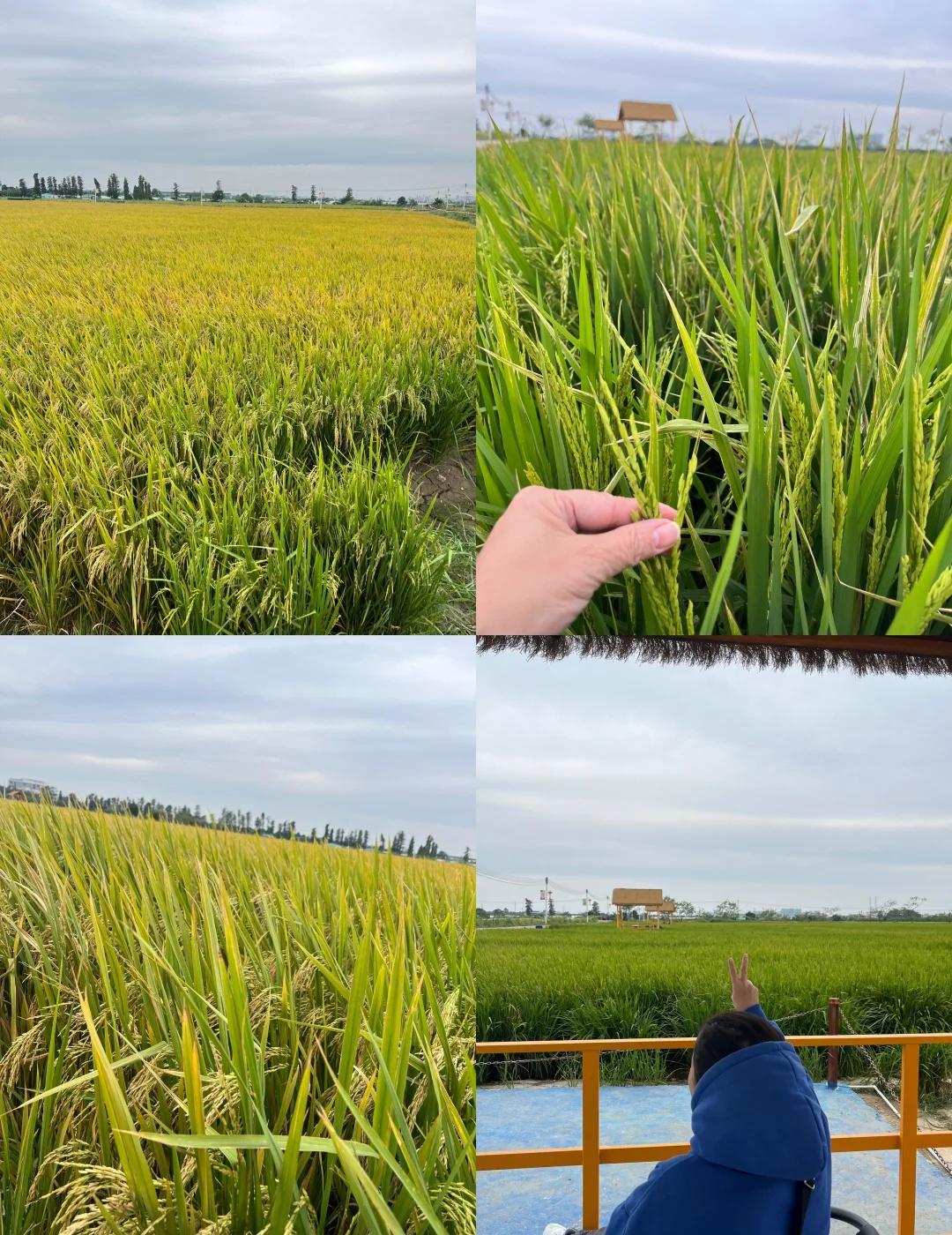 朋友圈不敢发的绝美田园风光😁
今天在中山沙溪龙头环村发现了一处宝藏地，这里有一