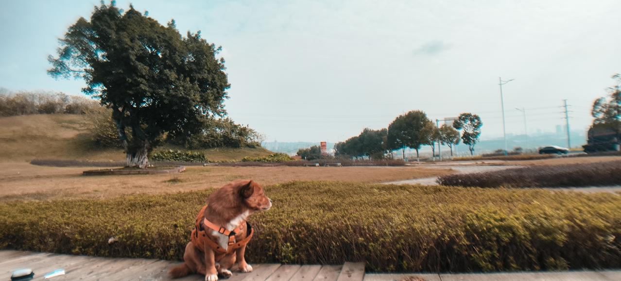 冲不动的老苏！
岛上今年的重头戏县市长选举这几天又有了新动态。绿营通过对比式民调