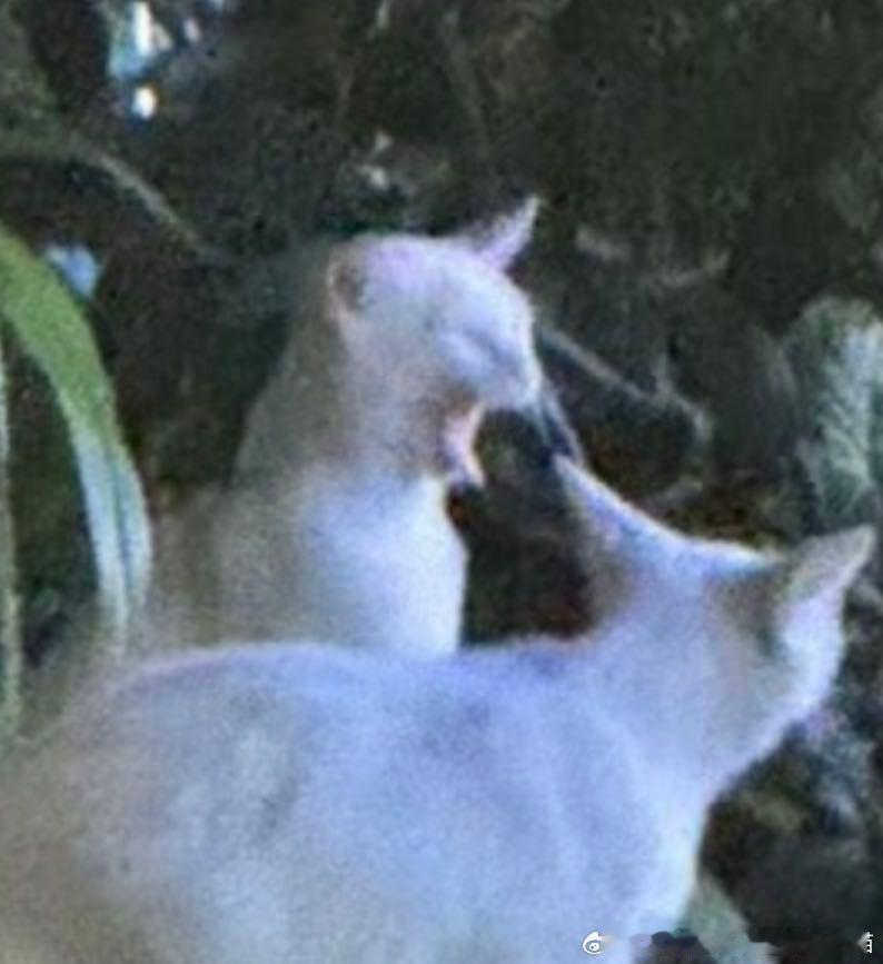 49499【丑猫】深渊巨口 